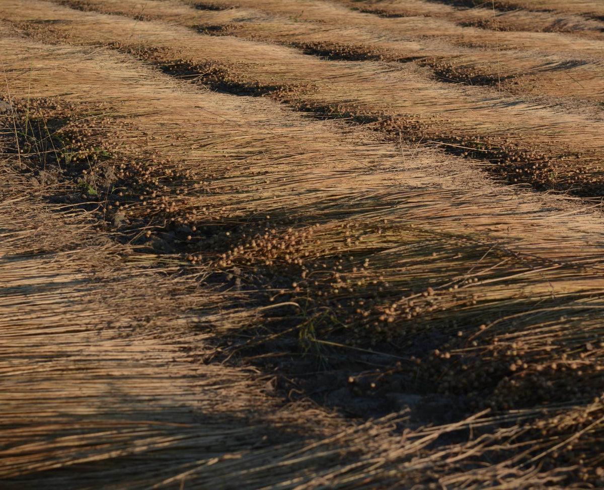 Bundles of dried, golden-brown plants are laid in neat, parallel rows on the ground, likely drying in the sun. The scene suggests a harvest or agricultural process.